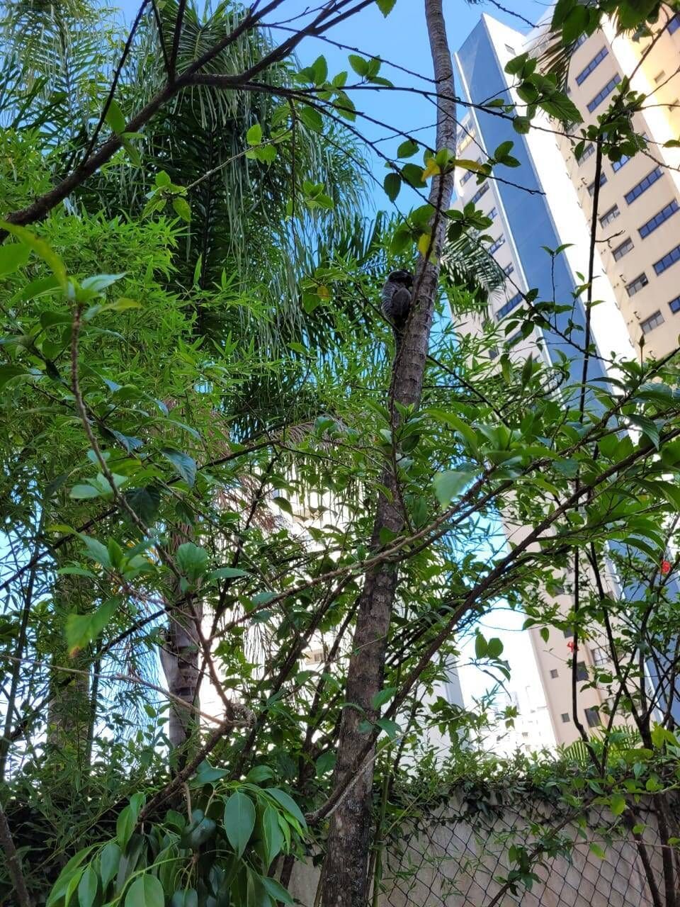 Apartamento de 217 m² com terraço na Vila Suzana · foto 79 de 94